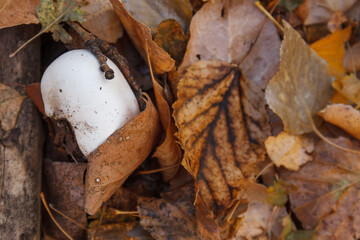 White pileus of champignon among fallen leaves in autumn forest, mushroom-pickers knife near.