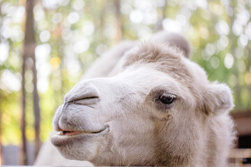 Camel watching into the camera. Closeup portrait of camel