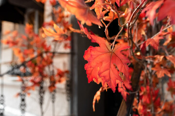 Autumn background landscape. Orange-colored tree, red-orange foliage.