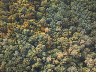 forest from above in autumn