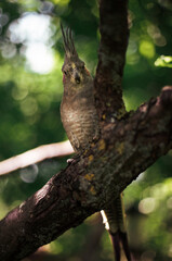 Portrait of parrot (Cockatiel) sitting on the tree branch in forest - green background.