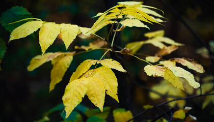 autumn leaves on the tree