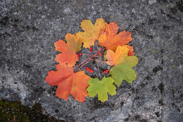 Leafs on a rock with placed next to each other, based on colors from summer green to autumn orange and red with small berries