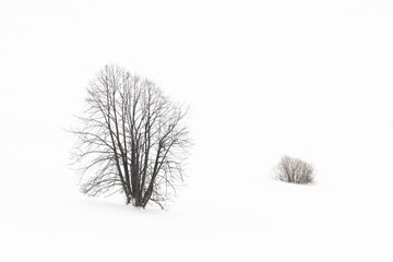 Single Tree standing in snowy environment in winter. White nature scenery of a frozen landscape. Minimalistic horizontal composition of isolated plants in wilderness.
