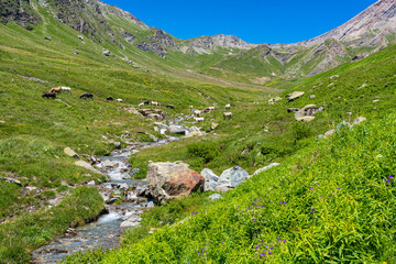 Fototapeta na wymiar Scenic sight with cows roaming near a stream, near the mountain pass Colle dell'Agnello, Piedmont, between Italy and France.