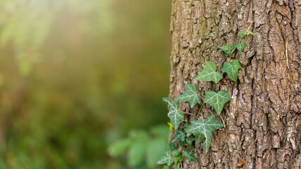 Green ivy growing on trunk with sunlight in background. bark climbing detail at. Creeper plant climbing on tree with light. Leaves on textured bark in forest with copy space.