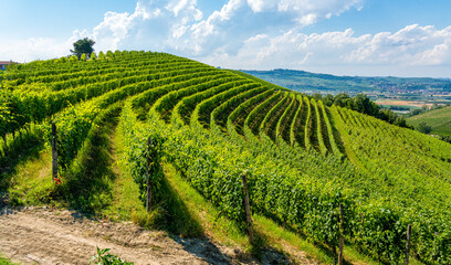 Beautiful hills and vineyards surrounding Barbaresco village in the Langhe region. Cuneo, Piedmont, Italy.