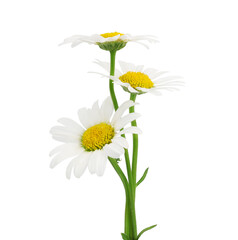 Chamomile, isolated on a white background