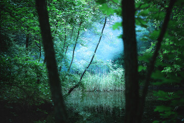 forest in the morning