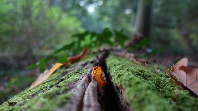 Baumstamm im Wald bedeckt mit Moos und Laubbl&auml;ttern