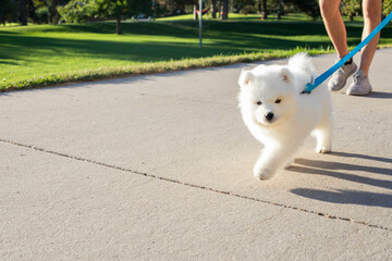 Samoyed Puppy walking down the street