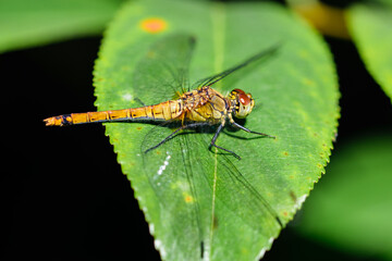 close up of a yellow dragonfly on a green leaf