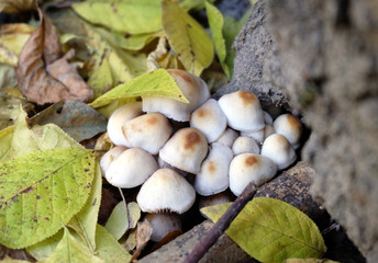 A group of Psathyrella candolleana mushrooms at the foot of a tree in autumn among fallen leaves.
