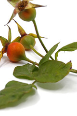 organic bud of rosehip fruit isolated on white background