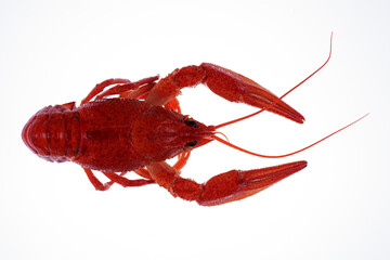boiled red crayfish isolated on white background, top view