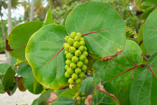 Raw Fruits of the Plant Known as Seagrape and Baygrape (Coccoloba uvifera) in the Palomino's Beach, in La Guajira, Colombia