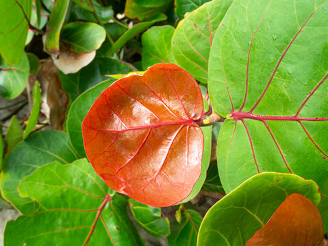 Red and Green Leaves of the Plant Known as Seagrape and Baygrape (Coccoloba uvifera)