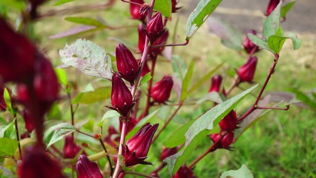 Rosella flower (also called roselle) with a natural background. Use as herbal drink and herbal medicine