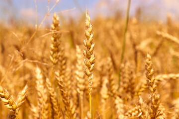 Fototapeta premium golden wheat field