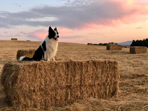 Perro sobre una alpaca de paja de trigo