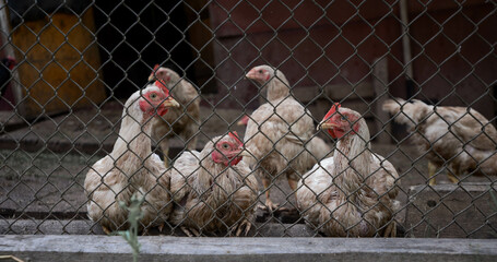 the chickens are in a chicken coop behind an iron fence
