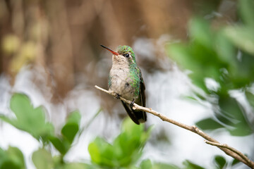 Besourinho-de-bico-vermelho (Chlorostilbon lucidus) Fêmea
