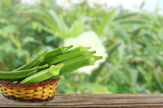fresh okra vegetable isolated in bamboo basket in blur okra field background