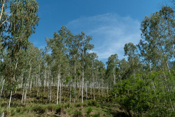 Pine trees with blue sky in the forest. Colombia.
