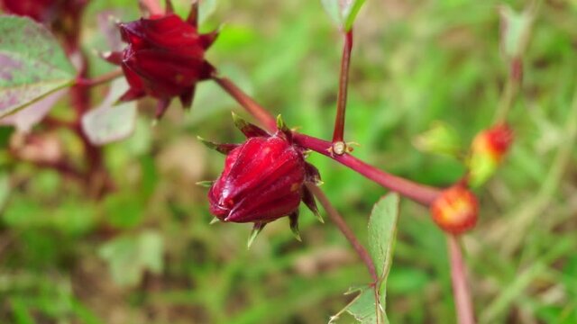 Rosella flower (also called roselle) with a natural background. Use as herbal drink and herbal medicine
