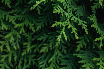 Twigs of green thuja close up. An evergreen row of thuja in the garden.