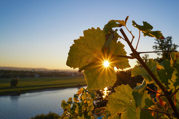 Obraz premium the sun shining through a vine leaf during sunset