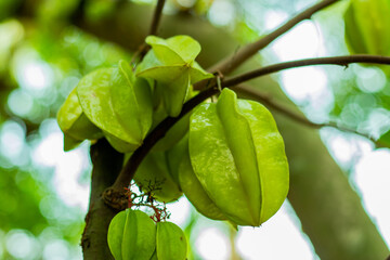 Starfruit or Carambola is a small, fruit-bearing very big or small tree
