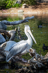 Giant white pelican on waters edge side view