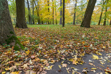 bright autumn maple leaves on a lawn in a suburban park near St. Petersburg, Russia