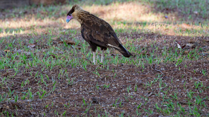 Fototapeta premium The southern crested caracara, Caracara plancus, also southern caracara or carancho is a bird of prey in the family Falconidae. Selective focus