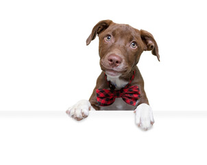 studio shot of a cute dog on an isolated background holding a blank white sign