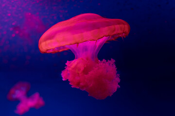 jellyfish Rhizostoma in the sea beautiful poisonous swims