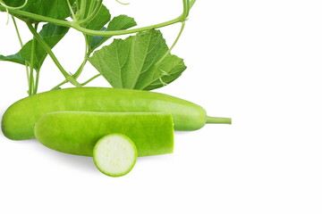 fresh bottle gourd vegetable with cut slice and leaves in white background