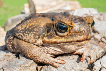 The cane toad, - the giant neotropical toad or marine toad, is a large, terrestrial true toad native to South and mainland Central America.