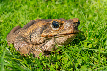 The cane toad, - the giant neotropical toad or marine toad, is a large, terrestrial true toad native to South and mainland Central America.