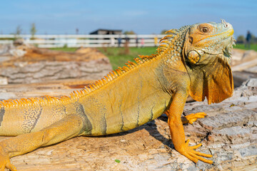 The common green iguana (Iguana iguana), the American iguana, is a large, arboreal, herbivorous species.