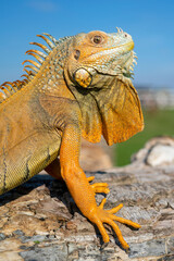 The common green iguana (Iguana iguana), the American iguana, is a large, arboreal, herbivorous species.