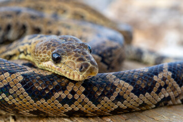The snake Chilabothrus angulifer, - the Cuban boa and the Cuban tree boa.