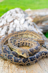 The snake Chilabothrus angulifer, - the Cuban boa and the Cuban tree boa.