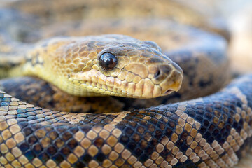 The snake Chilabothrus angulifer, - the Cuban boa and the Cuban tree boa.