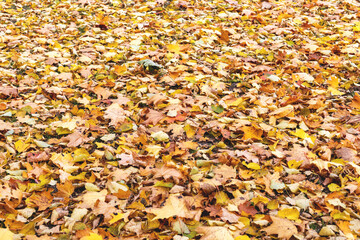 Natural autumn orange background of many leaves, side view, selective focus