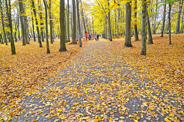 Obraz premium The path in the park, dotted with yellow leaves. Fall