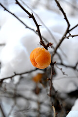 Ripe fruit of Japanese quince (chaenomeles japonica (thunb.) Lindl. ex Spach) in the winter garden