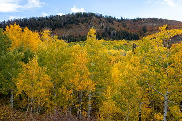 Fall colors in the mountain