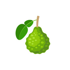 Bergamot fruit icon flat design vector illustration